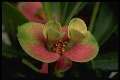 Euphorbia 'Keysii' 3