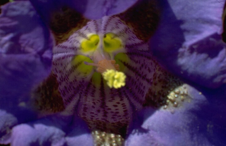 Canon A1 50mm with Macro Extension Tube