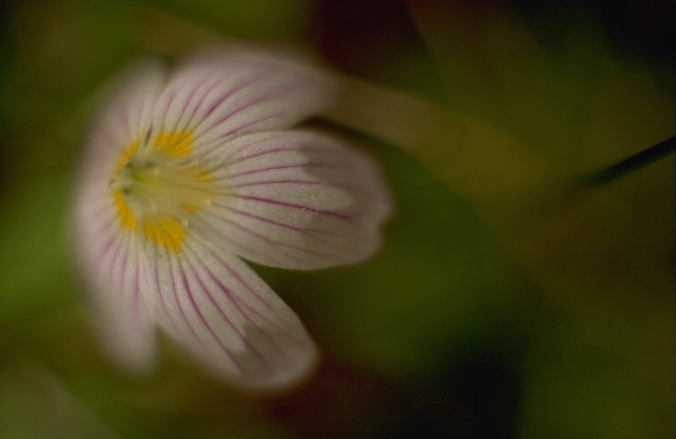 Canon A1 50mm with Macro Extension Tube