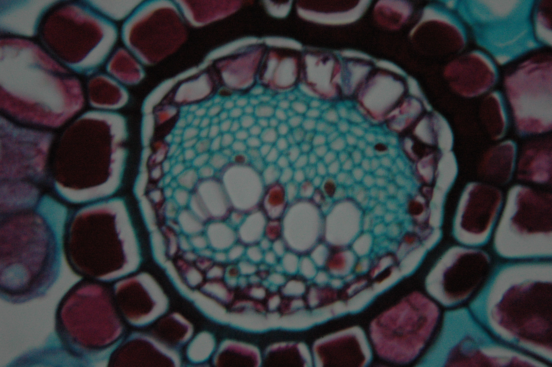 Platycerium, steriles Blatt, QS, Leitgefäss close-up02