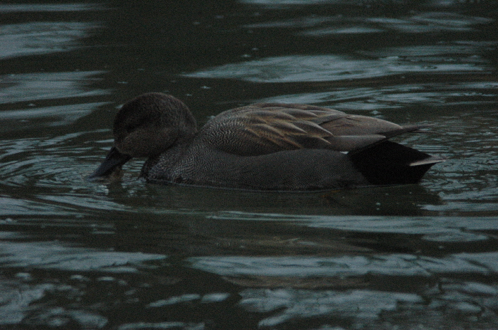 Nikon D5000 / TAMRON SP 1:8 500mm Reflector