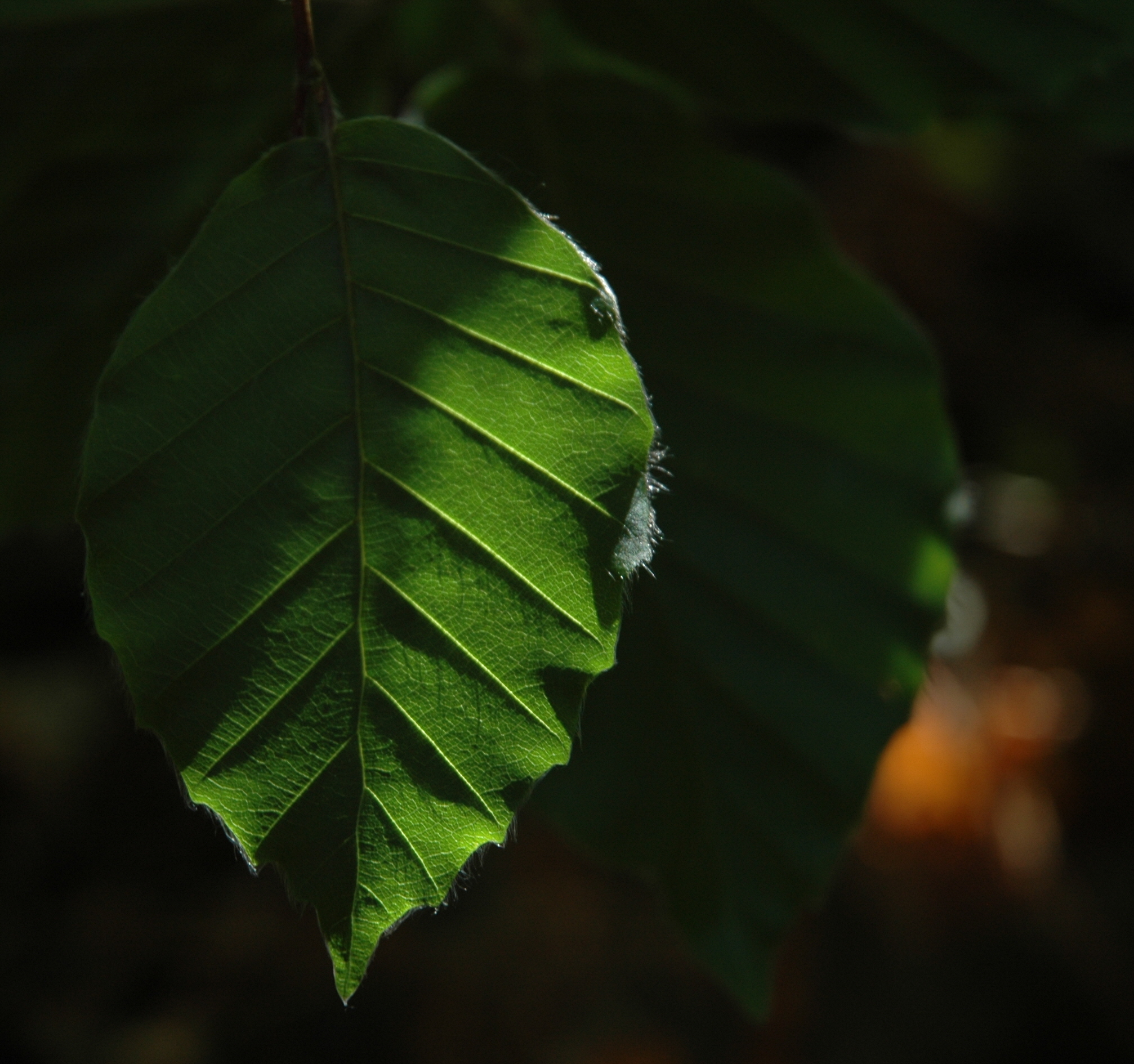 Nikon D70s  